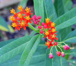 garden Asclepias curassavica