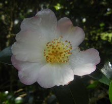 garden camellia pink