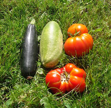 Garden Vegetables