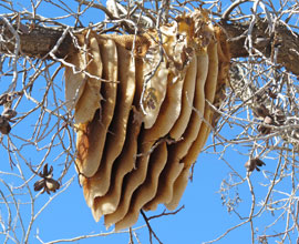 garden wild bee hive courtesy wildalongtheway