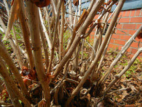 garden2