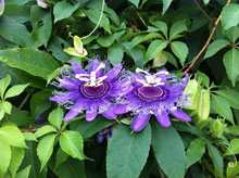 native plant Purple Passionflower