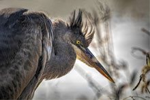 photographic egret