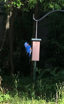 birds