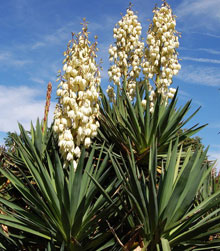 garden yucca