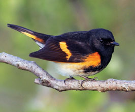 OUTDOORS American Redstart