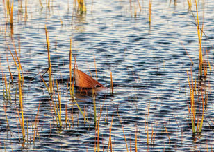 Outdoors Tailing Redfish 2 by Tuck Scott