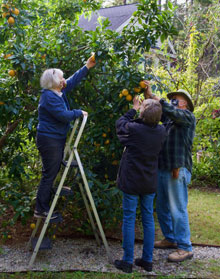 HELP LMGA picking oranges