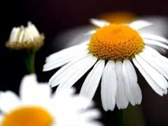 garden-camomile
