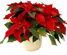 garden-Poinsettia