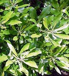 garden-wax-myrtle