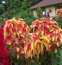 garden-Greenspace-Gardens