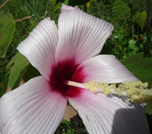 garden-hardy-pink-hibiscus