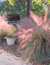 garden-Muhly-Grass