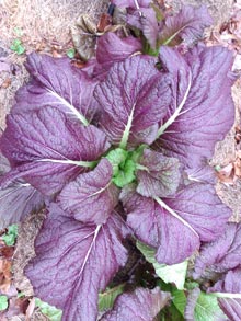 garden-giant-red-mustard