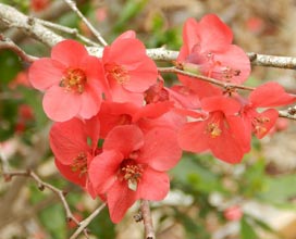 garden-Quince