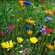 Garden-rites-of-spring
