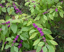 garden2