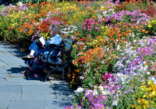 garden-Chrysanthemums-in-the-park.-Photo-by-David-McSpadden