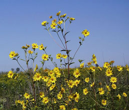 garden-Helianthus-giganteus-Giant-Sunflower-1